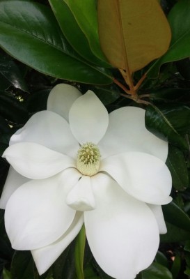 Southern Magnolia